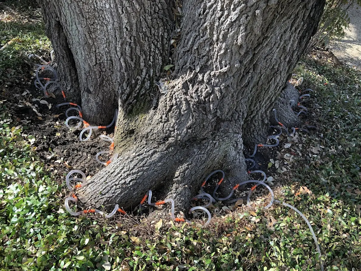 Detailed Tree Cabling and Bracing job site in Denville