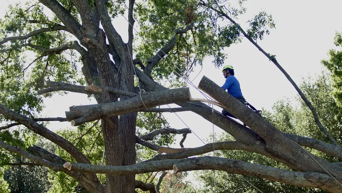 Professional Crown Thinning performed by certified arborists in Denville