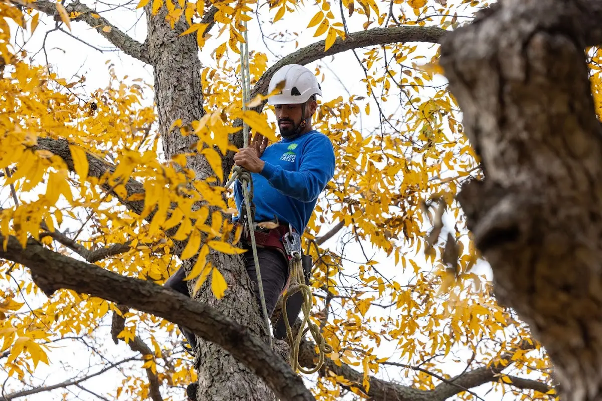 Skilled Tree Trimming crew working in Denville
